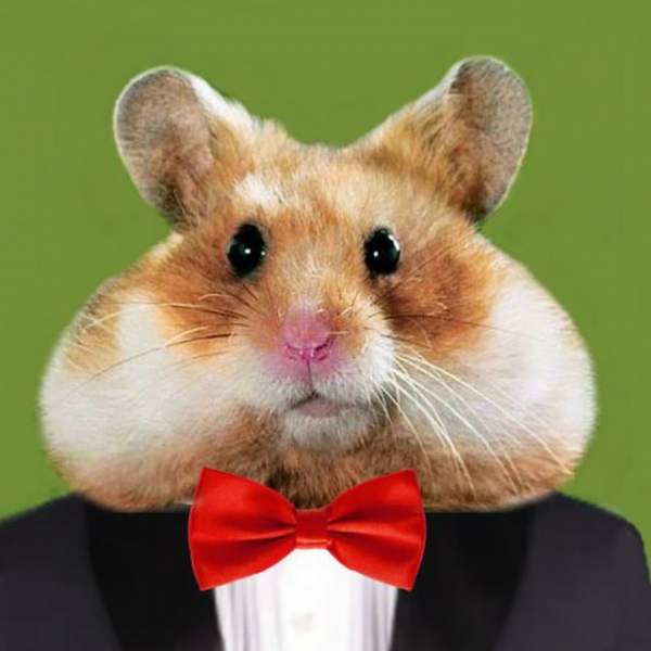 Crypto Hamster